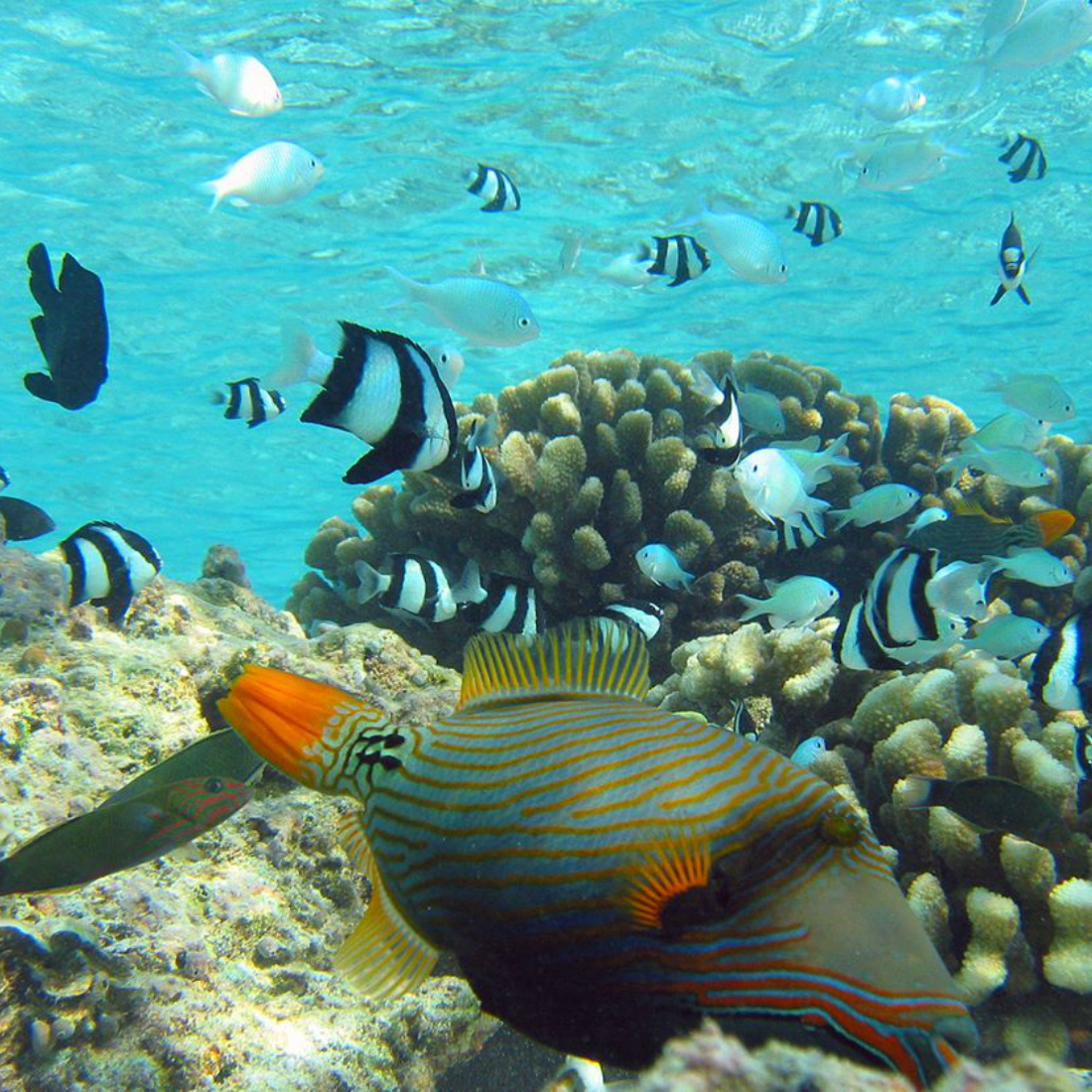SNORKELLING WITH TROPICAL FISH